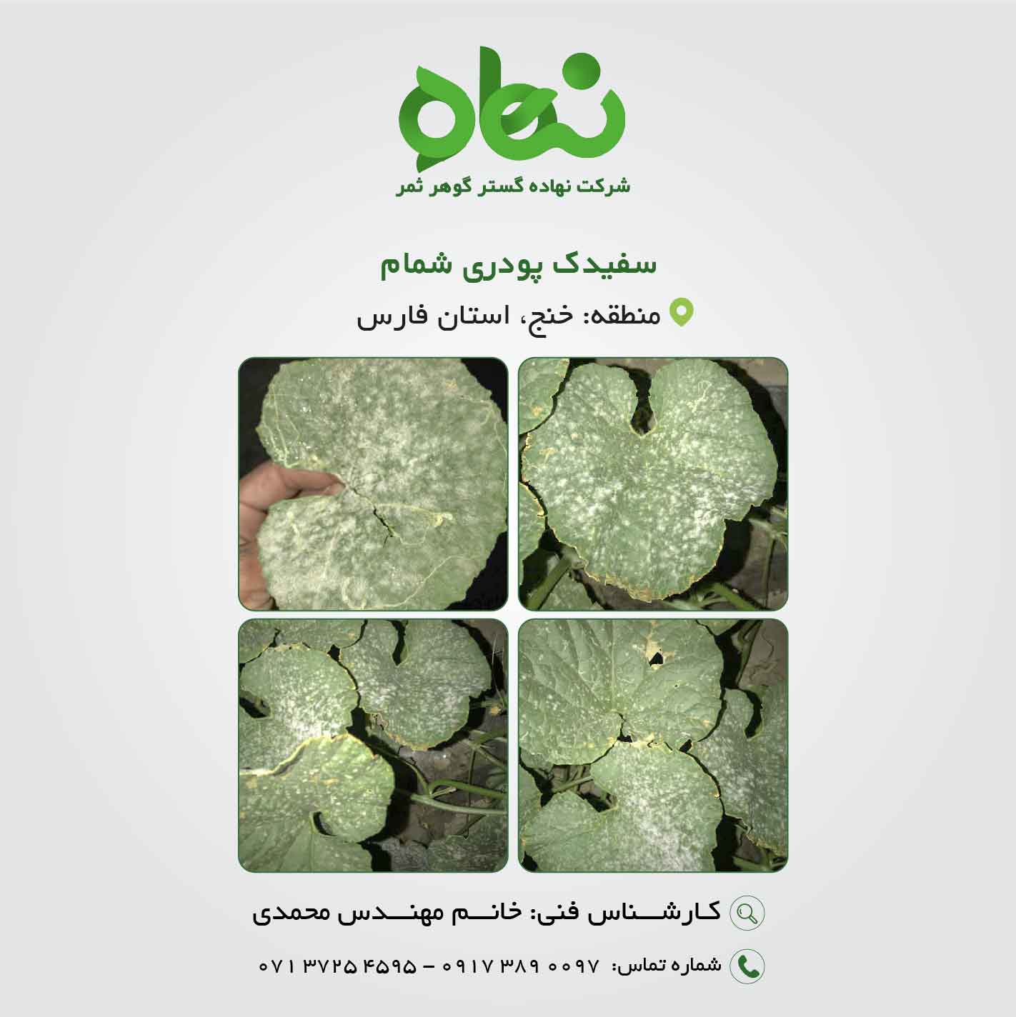 سفیدک پودری شمام